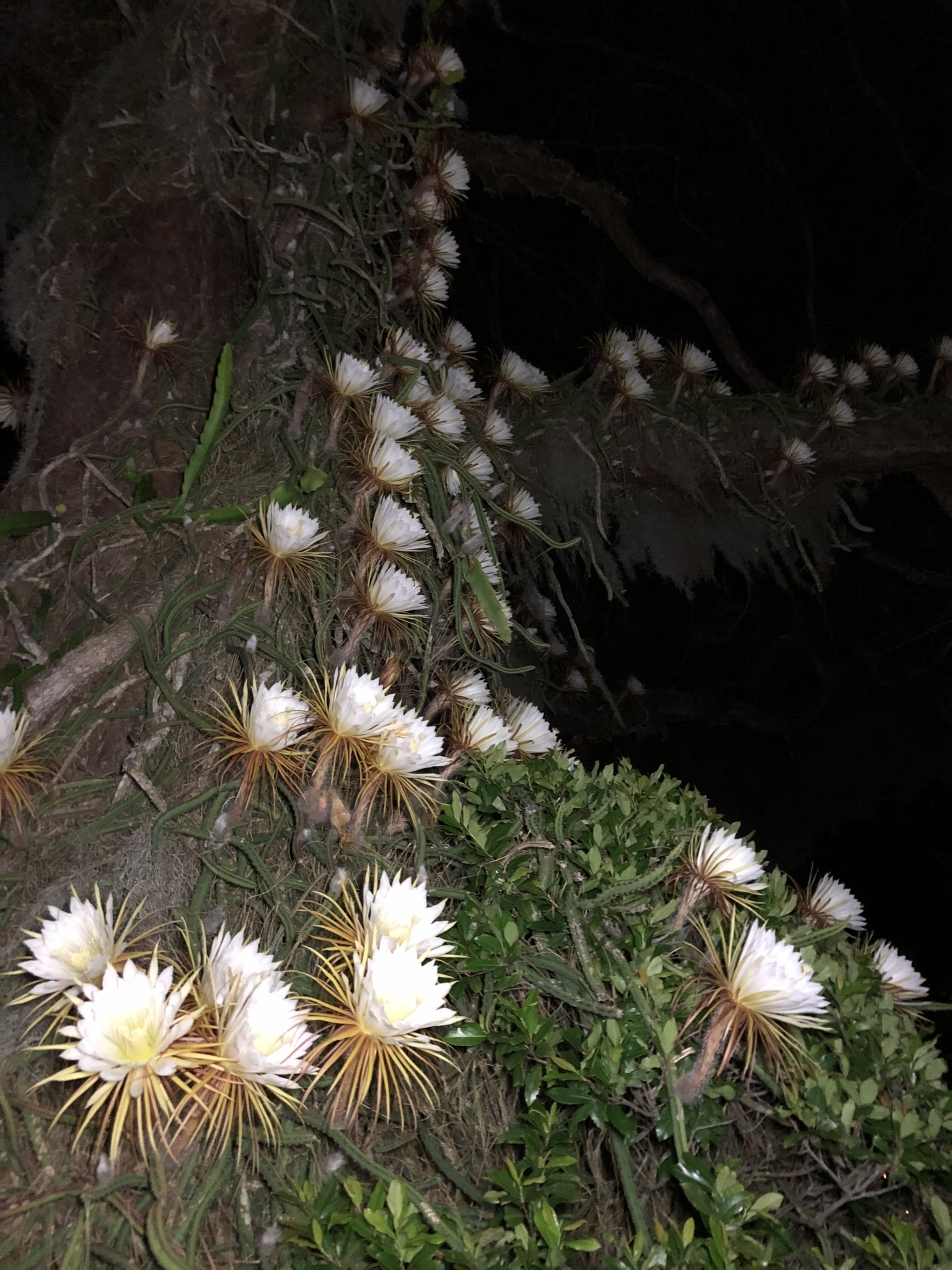 Selenicereus grandiflorus